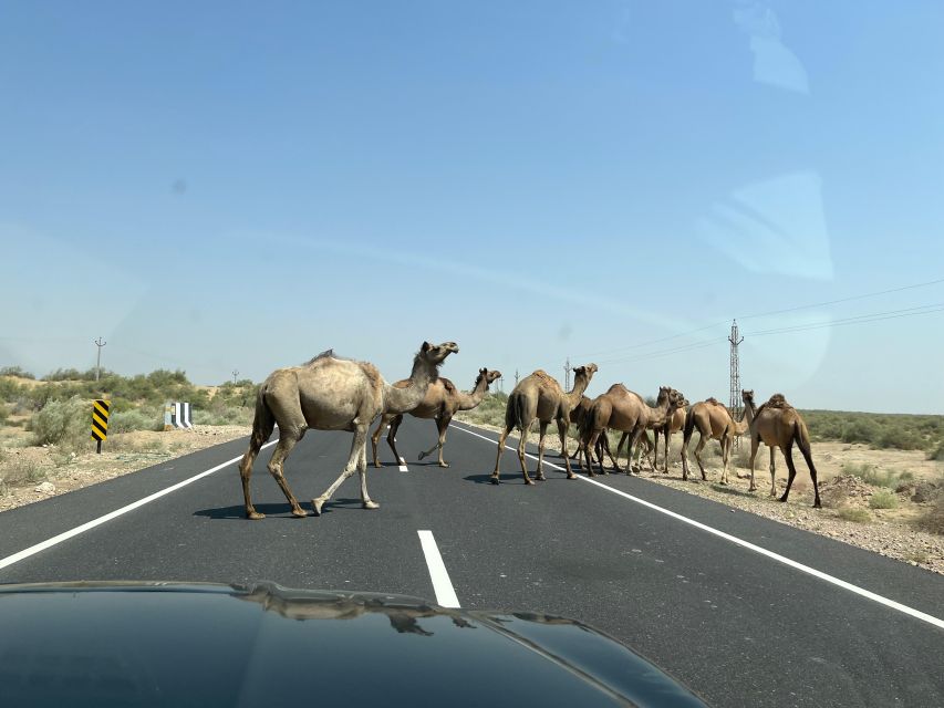 1 night 2 days Thar Desert Experience Jaisalmer - Camel Safari in the Thar Desert: why this Jaisalmer trip feels different