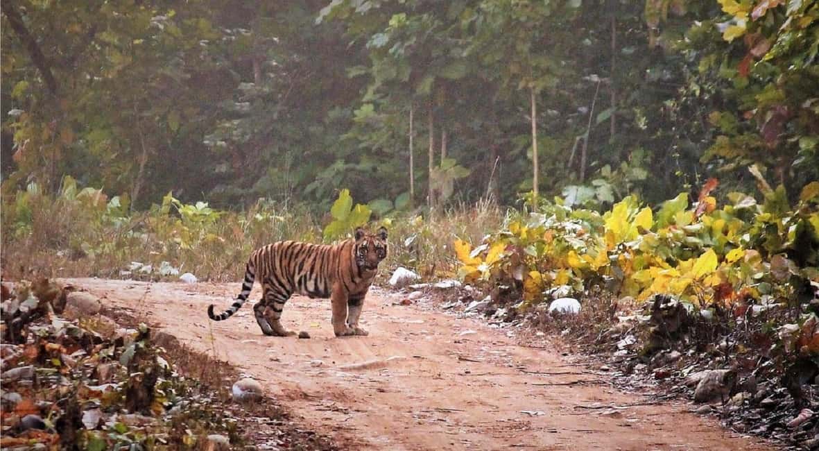 2 Day Jim Corbett National Park Tour From Delhi - Key things worth knowing before you go