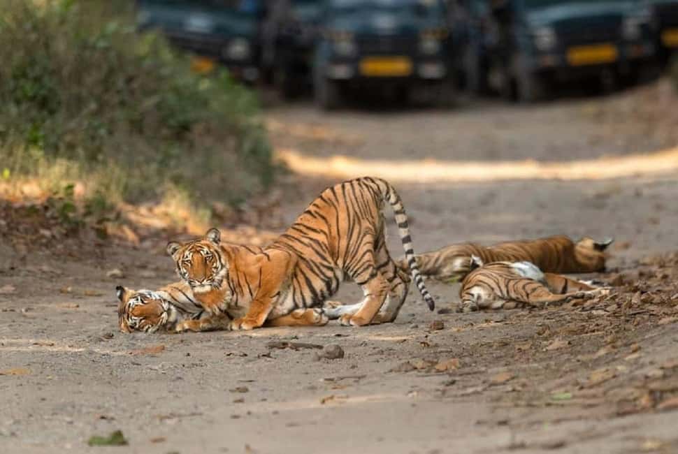 2 Day Jim Corbett National Park Tour From Delhi - From Delhi to Corbett: The 6-Hour Morning Start