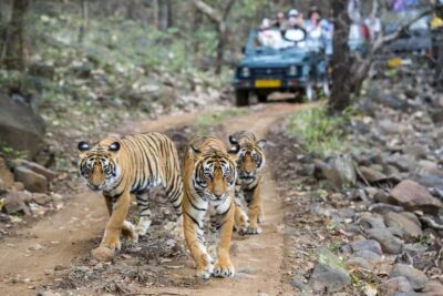 2 Day Jim Corbett National Park Tour From Delhi - Checking In Near the Park: What the Resort Stop Gives You