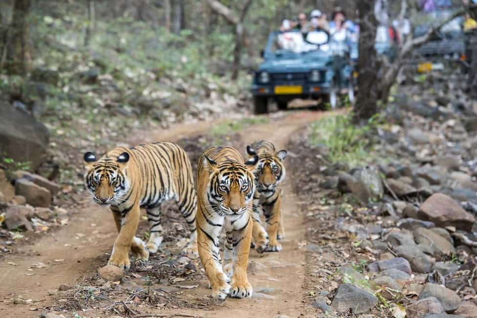 2 Day Jim Corbett National Park Tour From Delhi - Checking In Near the Park: What the Resort Stop Gives You