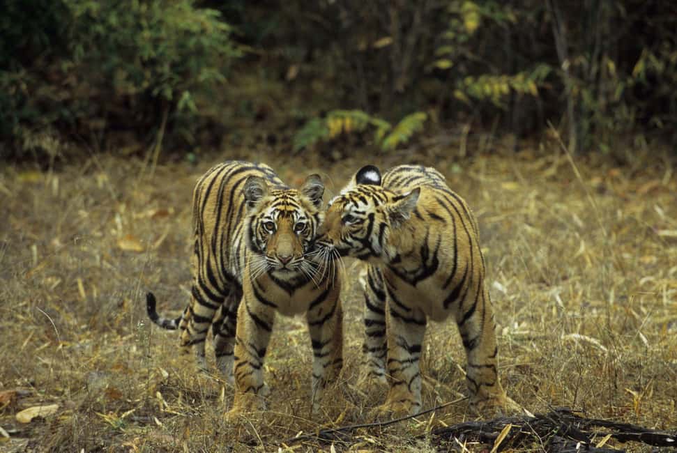 3- Day Jim Corbett National Park Tour - Key highlights to know before you go