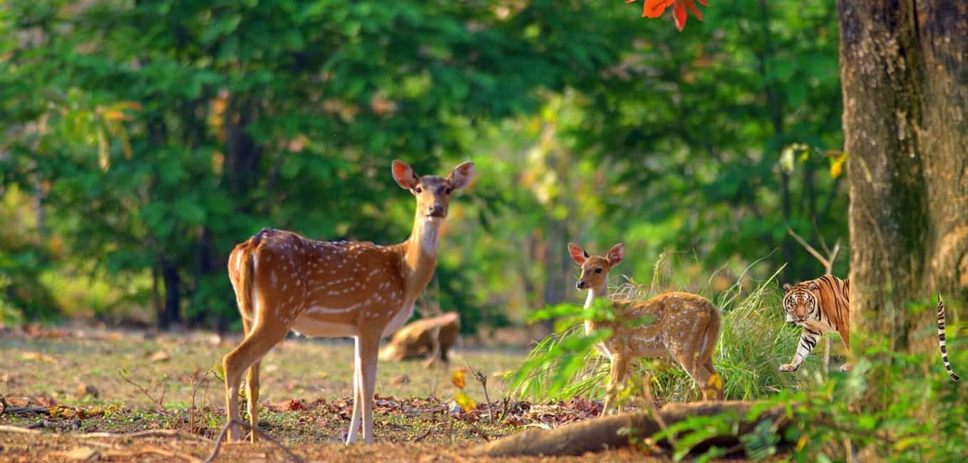3- Day Jim Corbett National Park Tour - Jim Corbett in 3 days: the real rhythm of this tour