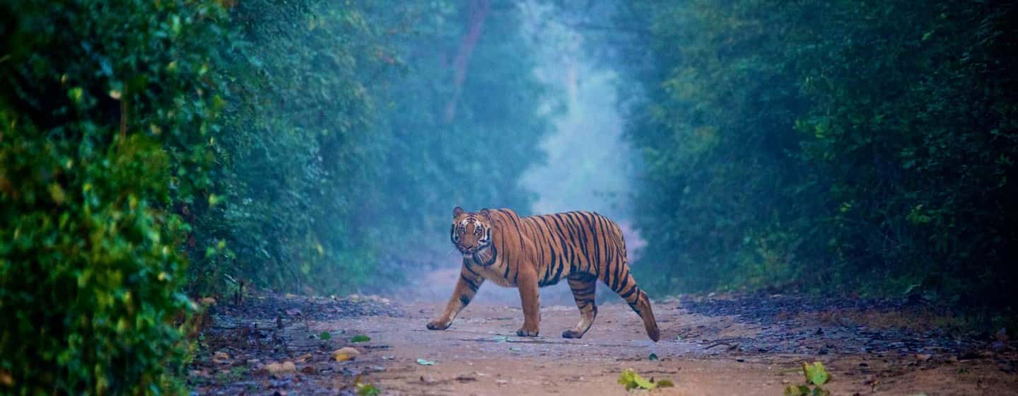 3- Day Jim Corbett National Park Tour - Two jungle safaris: how the jeep/canter experience actually works