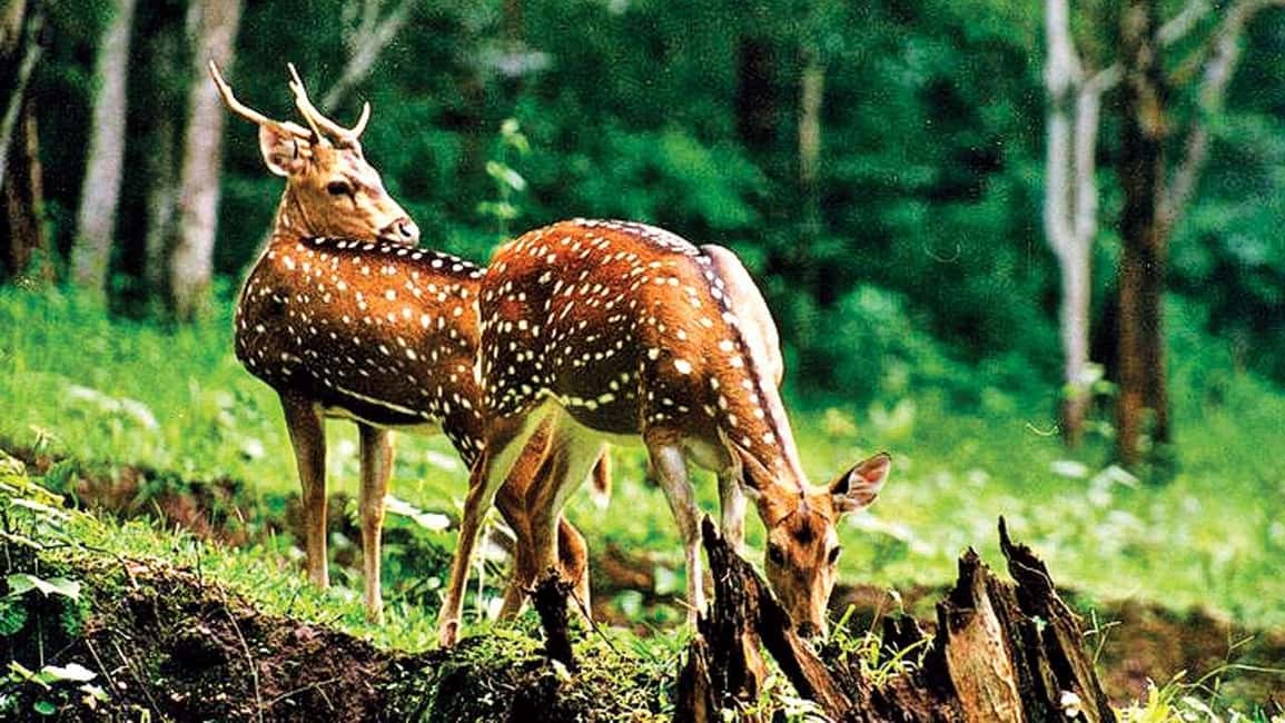 3- Day Jim Corbett National Park Tour - Who should book this Jim Corbett tour?