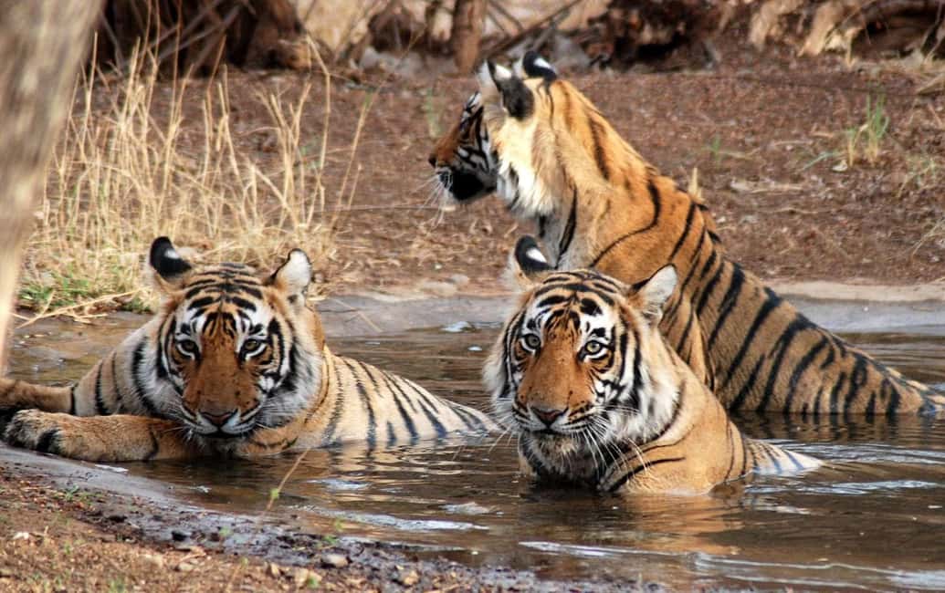 3- Day Jim Corbett National Park Tour - Delhi to Corbett: AC private transport, real road conditions