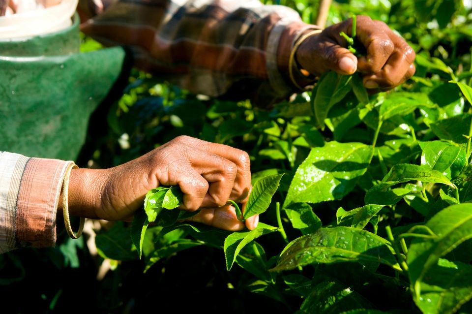 A Day in Munnar: Nature, Culture, and Local Flavor - 8:00 AM Tuk Tuk pickup and Pothamedu views