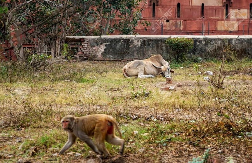 Agra: Monkey Safari Guided Walking Tour - Key things you’ll notice on this Monkey Safari walk