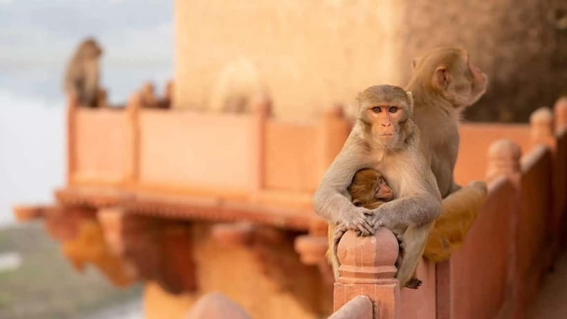Agra: Monkey Safari Guided Walking Tour - Entering Agra’s monkey world on foot (and why that matters)