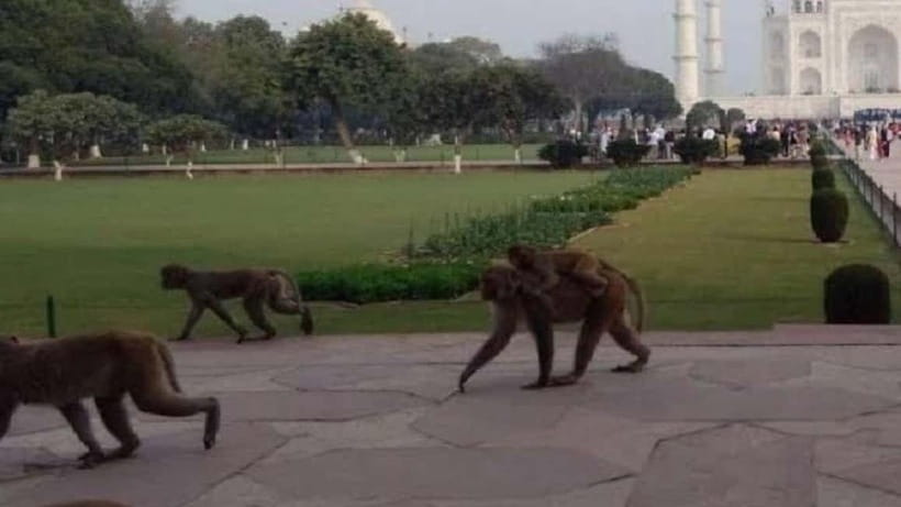 Agra: Monkey Safari Guided Walking Tour - Walking through temple areas and older lanes where monkeys hang out