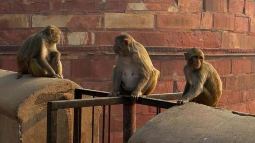 Agra: Monkey Safari Guided Walking Tour - Meeting your guide in Agra: briefing, route, and how close you’ll get