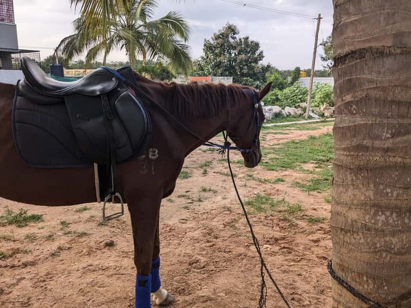Bangalore: Horse Riding Safari Tour - Bangalore’s green belt turns a city day into something calmer