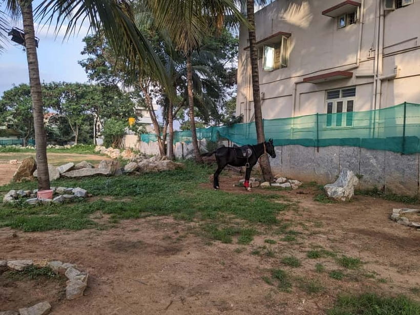 Bangalore: Horse Riding Safari Tour - The safari ride itself: guided trail riding with a view of Nandi Hills