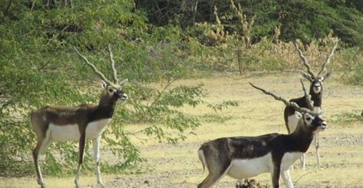 Bishnoi Village Safari Private Half Day Tour - Guda Bishnoiyan: Wildlife Viewing Meets Bishnoi Family Life