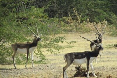 Bishnoi Village Safari Private Half Day Tour - The 3-Hour Jeep Rhythm: Picking Up in Jodhpur and Timing Your Expectations