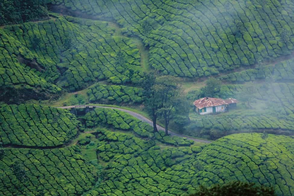Cochin: 5-Day Kerala Tour with Munnar, Thekkady and Alleppey - Timing, weather, and getting the most out of each day
