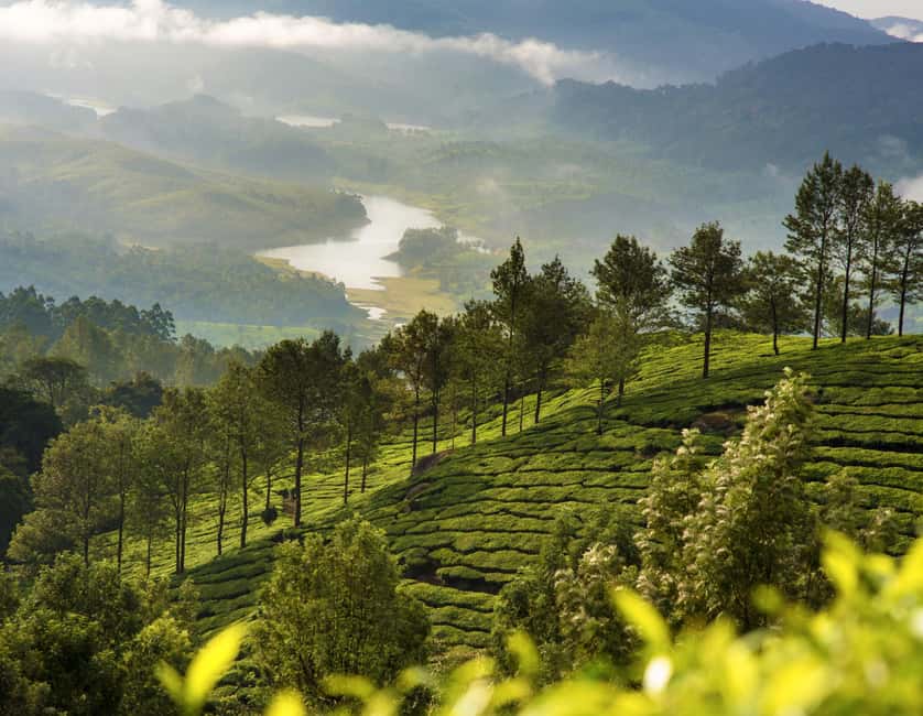 Cochin: 5-Day Kerala Tour with Munnar, Thekkady and Alleppey - Day 2 in Munnar: Eravikulam National Park and a tea lesson you’ll actually use