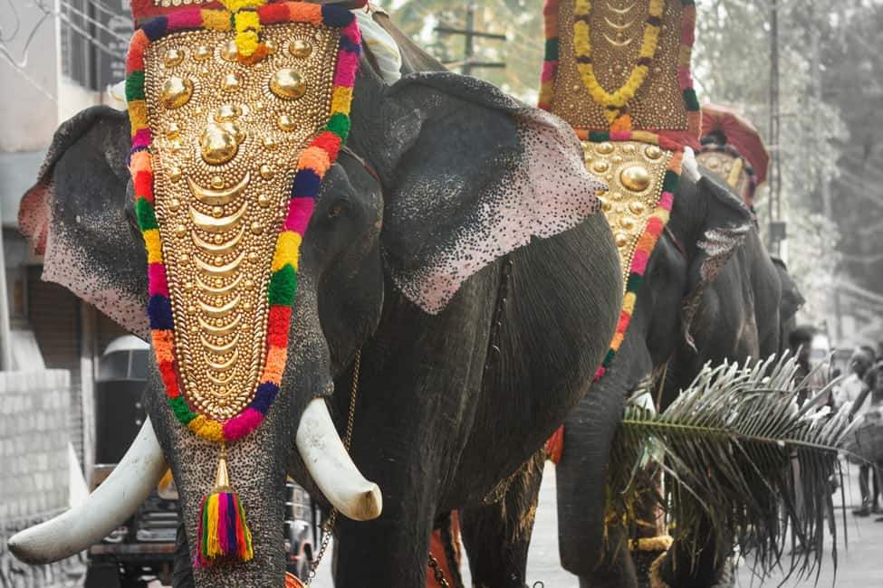 Cochin: 5-Day Munnar, Thekkady, and Alleppey Tour - Day 2: Eravikulam National Park, tea plantations, and Kundala Lake