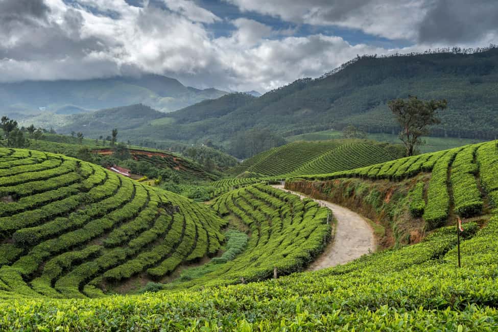 Cochin: 5-Day Munnar, Thekkady, and Alleppey Tour - Day 3: Munnar to Thekkady, Periyar boat safari, and spice plantations