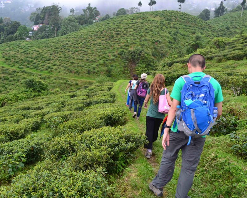 Darjeeling Cultural & Nature Walking Guided Tour - Price and Value: What $38 Really Covers