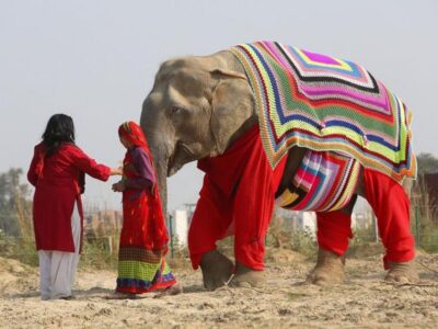 Delhi: 3Day Golden Triangle with Elephant SOS (5 Star Hotel) - Day 1 in Delhi: Red Fort, Jama Masjid, Chandni Chowk by Rickshaw