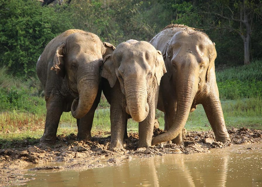 Delhi: 3Day Golden Triangle with Elephant SOS (5 Star Hotel) - Day 3 in Jaipur: Amber Fort, Hawa Mahal, City Palace, Jantar Mantar, and Jal Mahal