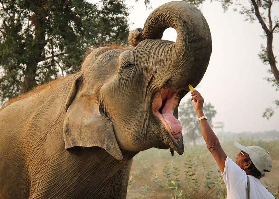 Delhi: 3Day Golden Triangle with Elephant SOS (5 Star Hotel) - How the Private Car and Guides Affect Your Experience
