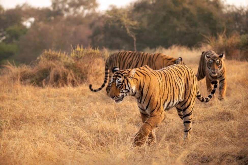 Delhi-Agra-Jaipur Golden Triangle Multiday trip with Safari - Getting from city to city without burning out