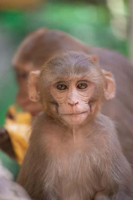 Delhi: Monkey Safari guided walking tour - Key Things You’ll Notice on This Monkey Safari Walk