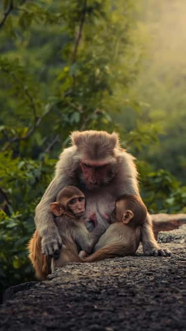 Delhi: Monkey Safari guided walking tour - Morning Starts at R K Ashram Metro, Not at Some Random Door
