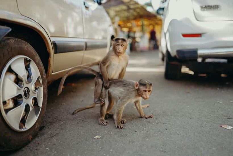 Delhi: Monkey Safari guided walking tour - Walking Through Connaught Place for Sunrise Light