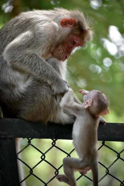 Delhi: Monkey Safari guided walking tour - The Temple Stop: Why Monkeys Are More Than a Photo Op