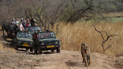 Delhi: Same Day Sariska National Park Tour with Tiger Safari - A One-Day Delhi-to-Sariska Trip That Moves Fast