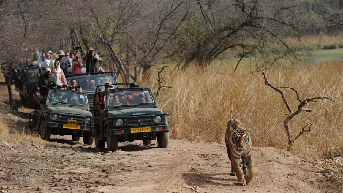 Delhi: Same Day Sariska National Park Tour with Tiger Safari - A One-Day Delhi-to-Sariska Trip That Moves Fast