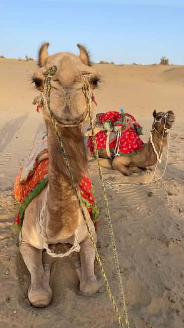 Desert Rose Jaisalmer: Overnight Stay Middle of Thar Desert - Jeep ride to the dunes: comfortable, but expect a real road