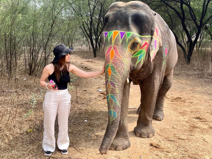 Elefun Best Elephant Sanctuary in Jaipur - Elefun Elephant Sanctuary at a Glance (Why This One Works)