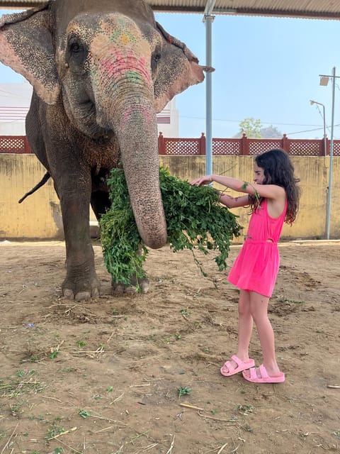 Elefun Best Elephant Sanctuary in Jaipur - Feeding Without Faking It: Diet Basics and Hand-Feeding