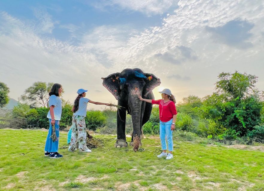 Elephant Sanctuary for Best elephant experience in Jaipur - Key things to know before you go