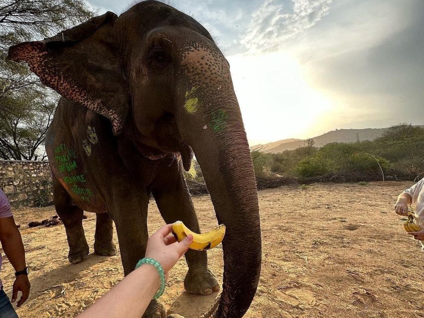 Elephant Sanctuary for Best elephant experience in Jaipur - Who this sanctuary experience is best for
