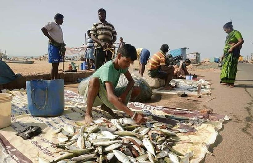 Experience the Essence of Chennai: Half-Day City Exploration - Pattinampakkam fish market and Marina Beach: local life plus a long seaside exhale