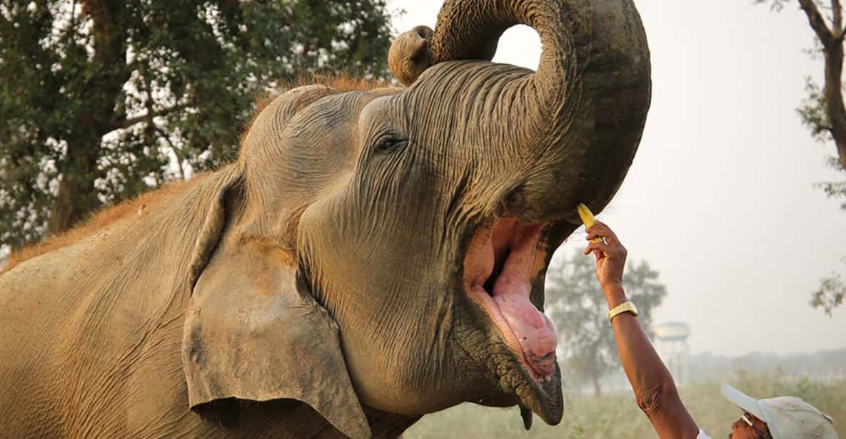 From Agra: Taj Mahal Tour w/ Elephant Conservation - Taj Mahal with skip-the-line entry and a guide who can answer your questions