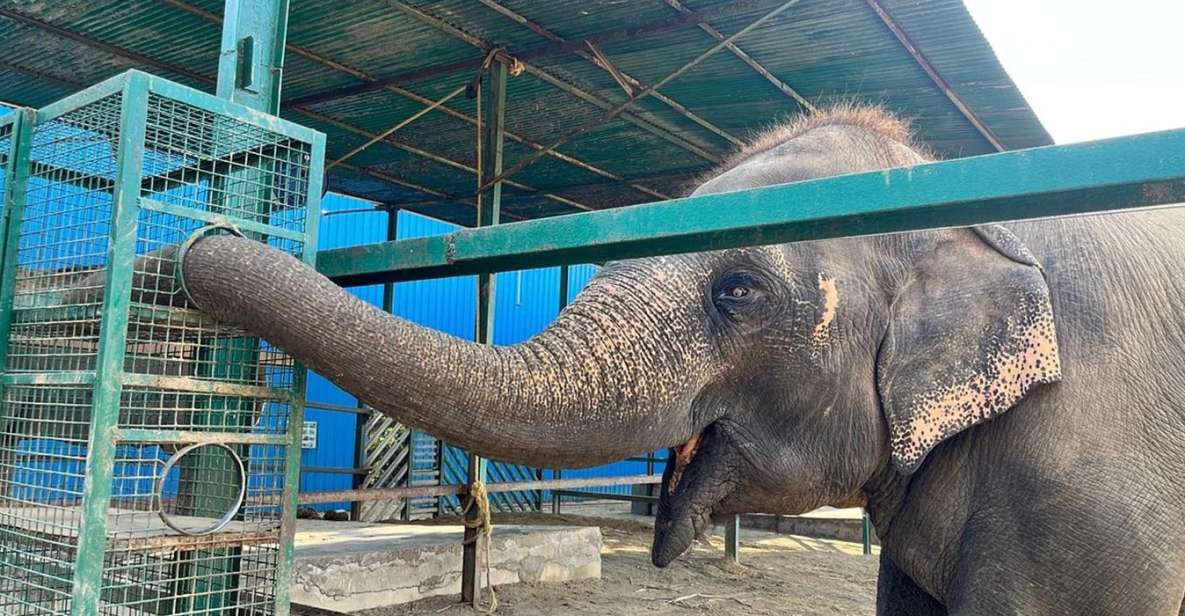 From Agra: Visit to Wildlife SOS Elephant Conservation Trip - Wildlife SOS from Agra: why this elephant trip feels different