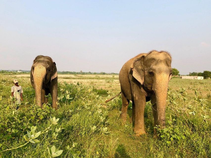 From Agra: Visit to Wildlife SOS Elephant Conservation Trip - The Agra-to-center drive: private comfort and practical timing