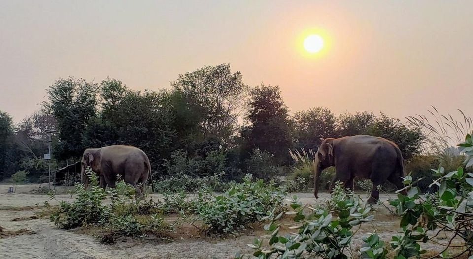 From Agra: Visit to Wildlife SOS Elephant Conservation Trip - Elephant care lessons you can bring back to real life