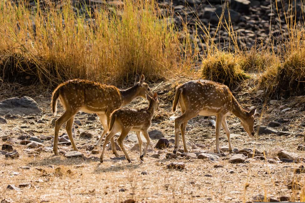 From Cochin: Thekkady 2-Day Tour with Jeep Safari - Periyar Wildlife Sanctuary plus a spice-plantation day: two sides of Thekkady