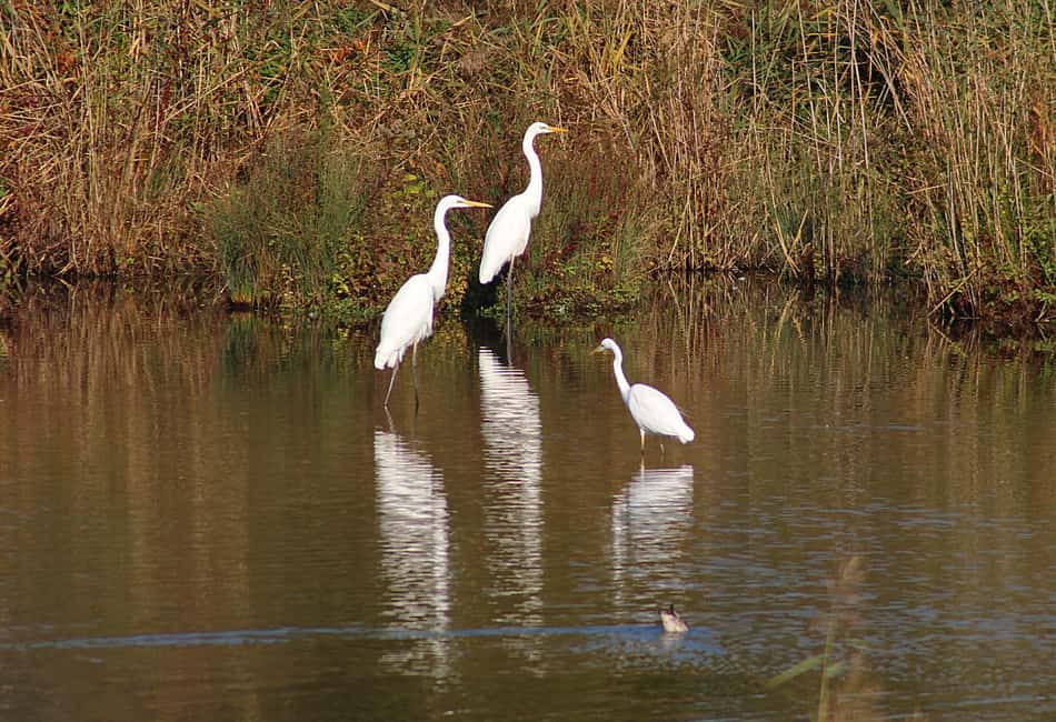 From Cochin: Thekkady 2-Day Tour with Jeep Safari - Price and value: when $200 per person feels fair and when it doesn’t