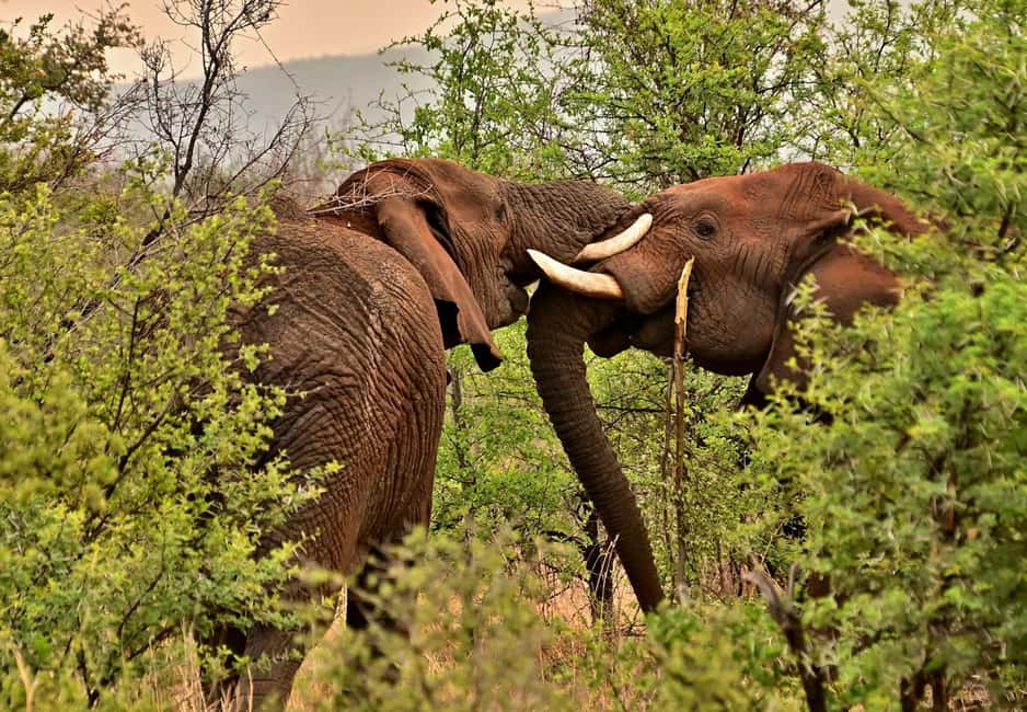 From Cochin: Thekkady 2-Day Tour with Jeep Safari - Practical packing and small things that save your trip