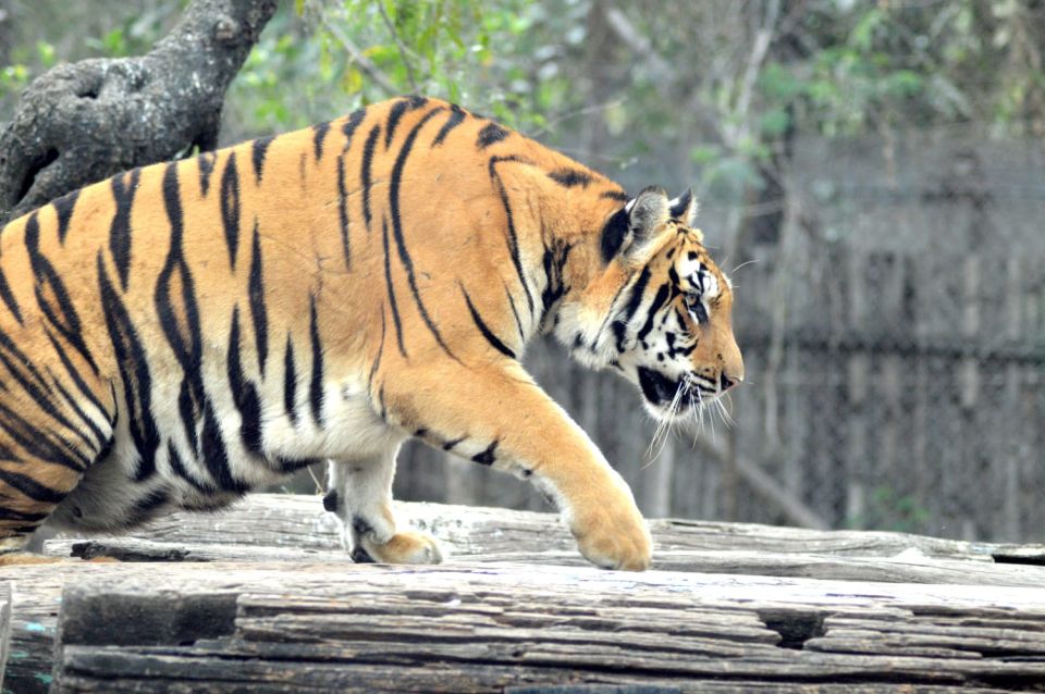 From Delhi: 2-Day Jim Corbett Tiger Safari Tour By Car - Quick hits before you plan your Corbett weekend