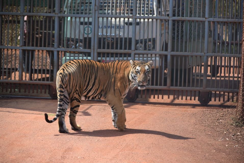 From Delhi: 2-Day Jim Corbett Tiger Safari Tour By Car - Day 1: Delhi to Ramnagar, then an afternoon jeep safari