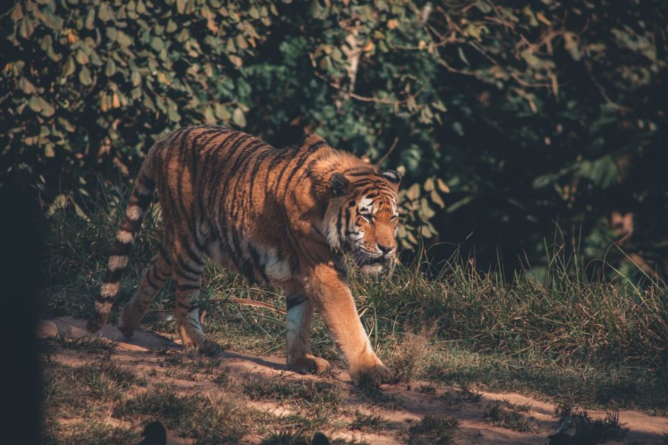From Delhi: 2-Day Jim Corbett Tiger Safari Tour By Car - Morning safari Day 2: sunrise timing, early pickups, and tiger odds